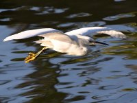 Gull3.jpg