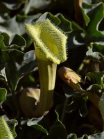 Aristalocia3.jpg