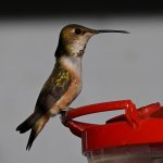 Hummer4.jpg