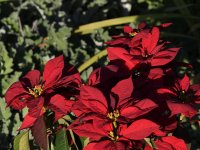 Poinsettia.jpg