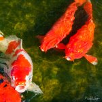 fish-3.jpg