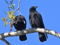 Crow.jpg