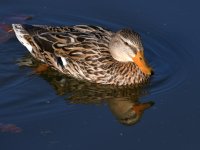 Mallard.jpg