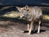 Coyote2.jpg