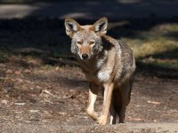 Coyote.jpg
