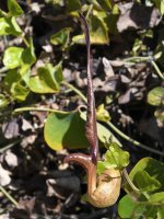 Aristalochia3.jpg