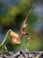 Aristalochia8.jpg
