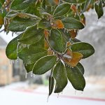 Z50_0010_LSh_cr_sm.jpg