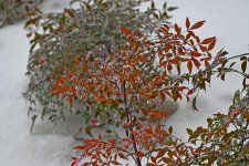 Z50_0014_LSh_sm.jpg