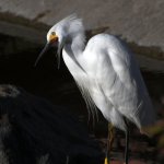 Egret2.jpg