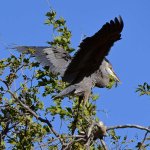 BlueHeron3.jpg