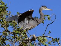 BlueHeron4.jpg