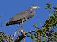 BlueHeron5.jpg