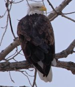 tattered feathers2.jpg