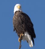 Lone adult top of tree.jpg