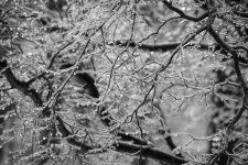 Icy Branches 1.jpg