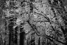 Icy Branches 2.jpg