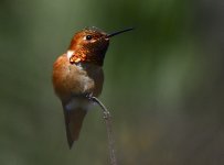 _ROY9547.jpg