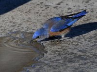 Bluebird7.jpg