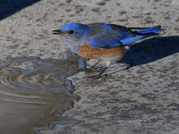 Bluebird2.jpg