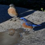 Bluebird3.jpg