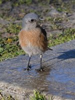 Bluebird6.jpg