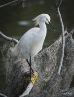 Snowy Egret4.jpg