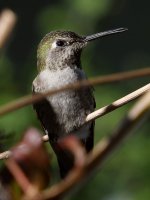 Hummer3.jpg
