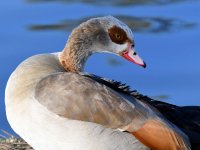 Goose.jpg