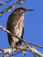 GreenHeron.jpg