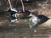 Merganser3.jpg