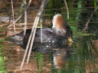 Merganser5.jpg