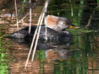 Merganser6.jpg