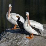 Pelican2.jpg
