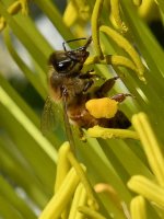 Bee4.jpg
