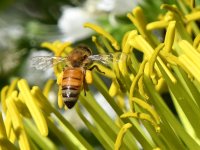 Bee.jpg