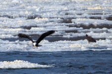 Adult fish in beak flying.jpg
