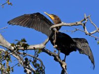 Cormorant4.jpg
