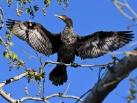 Cormorant7.jpg