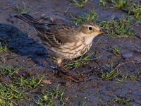 Pipit3.jpg