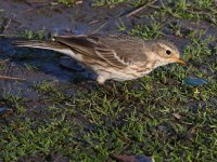 Pipit5.jpg
