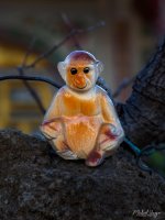 monkey-1.jpg