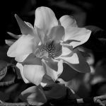 MagnoliaBW.jpg