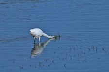 750_0160_LSh_cr.jpg