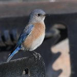 Bluebird5.jpg