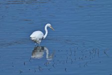750_0159_LSh_cr.jpg