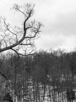 Protruding Limb 1.jpg