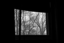 Window Branches.jpg