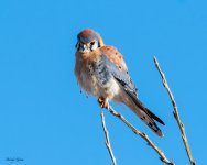 Kestrel-119.jpg