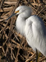 Egret3.jpg